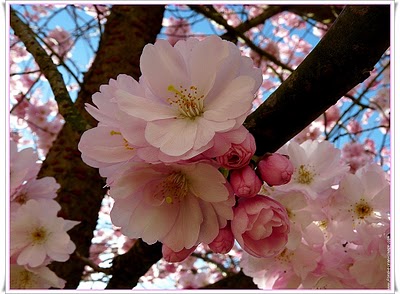 Une-fleur-cerisier